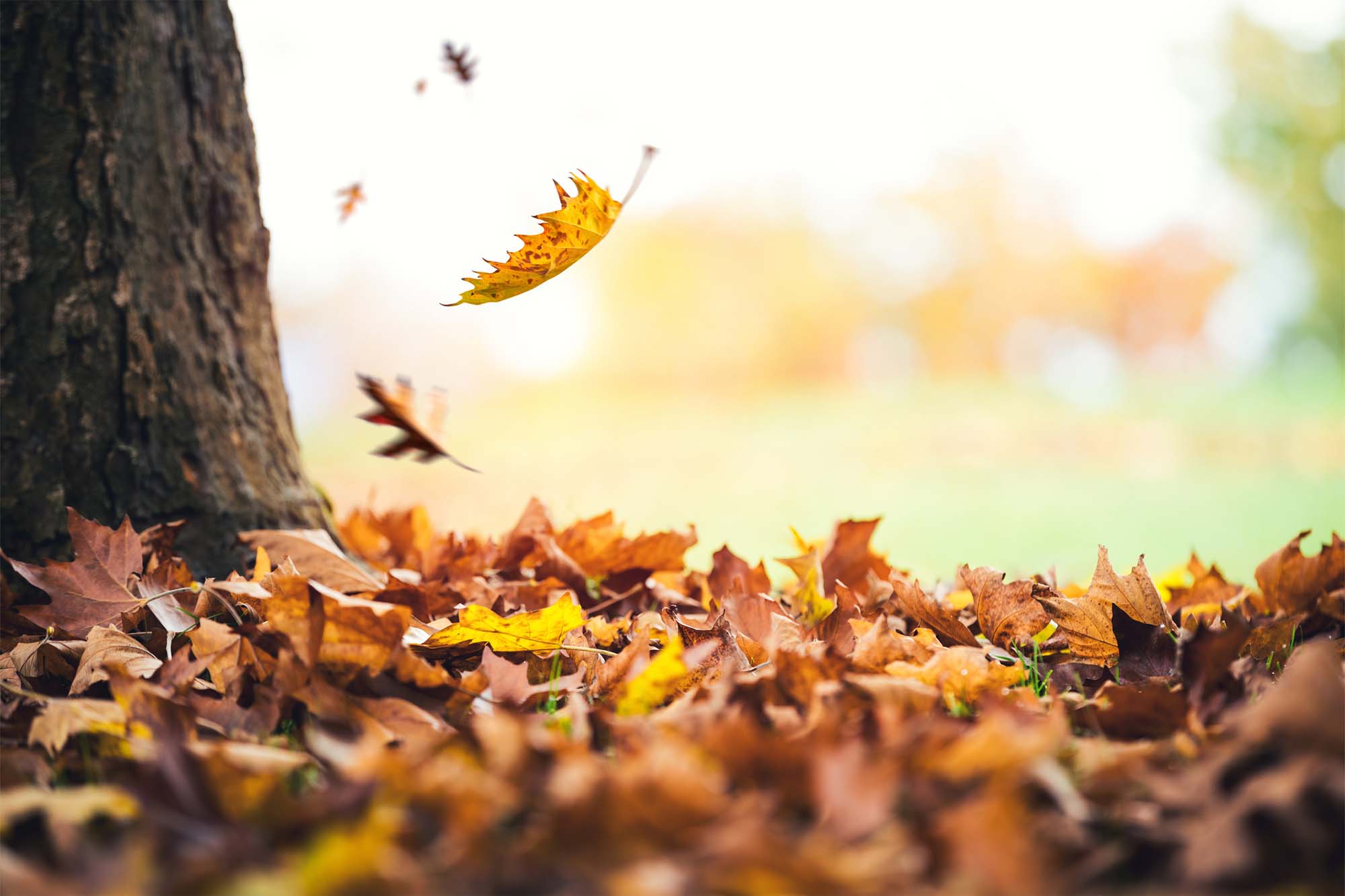 5 Tips for Keeping Your Lawn Mowing Company Busy During the Winter